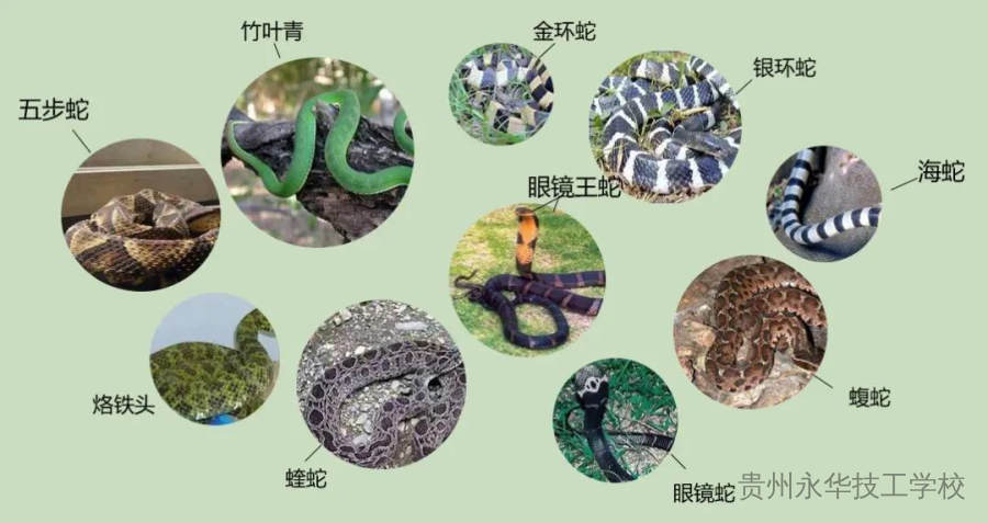 已进入活跃期！防蛇安全指南，请转发给身边的朋友！